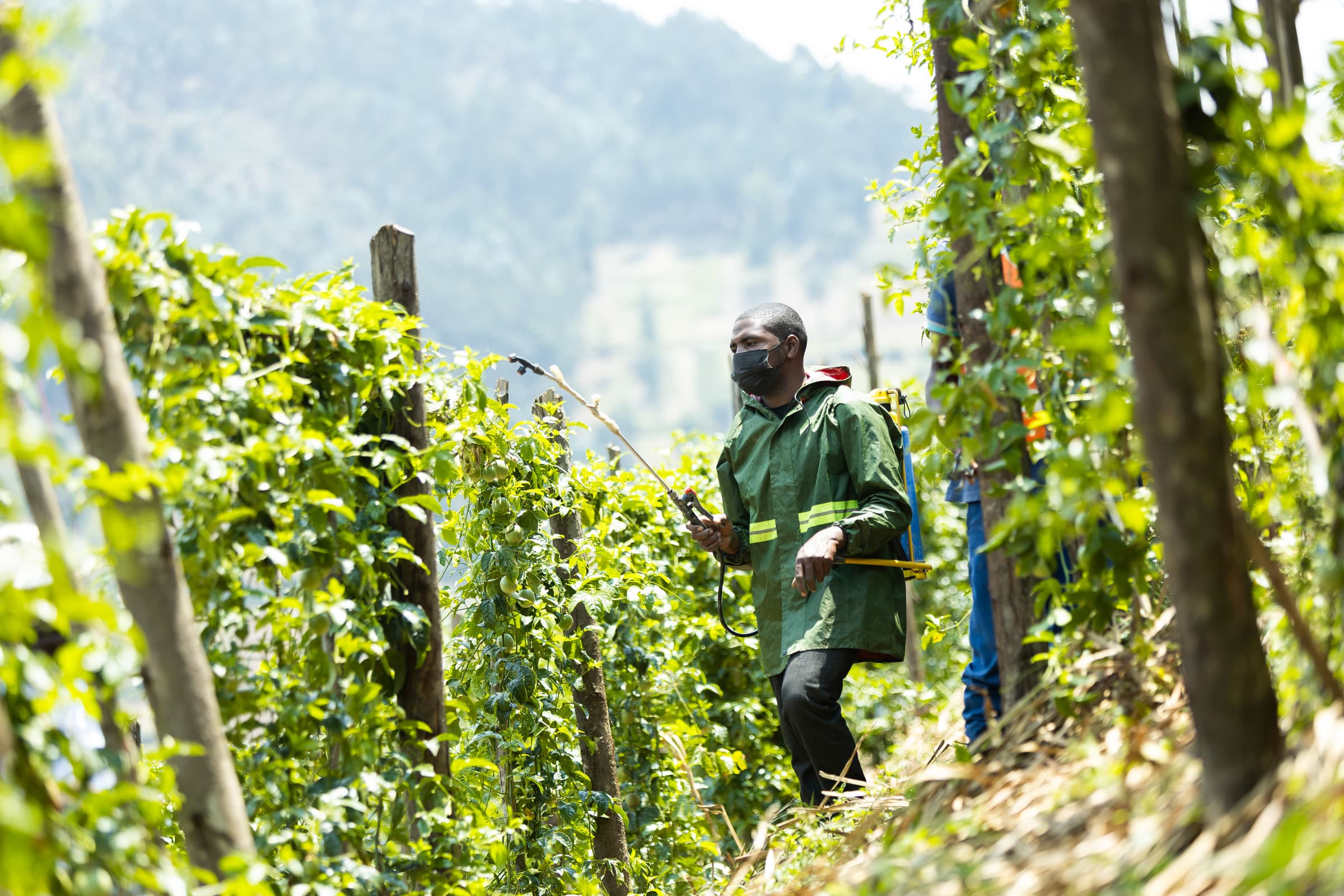 A farmer in protective overalls spraying a staked hillside crop